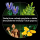 LEGO BOTANICALS 11505 Grzyby leśne - 1529718 - zdjęcie 7